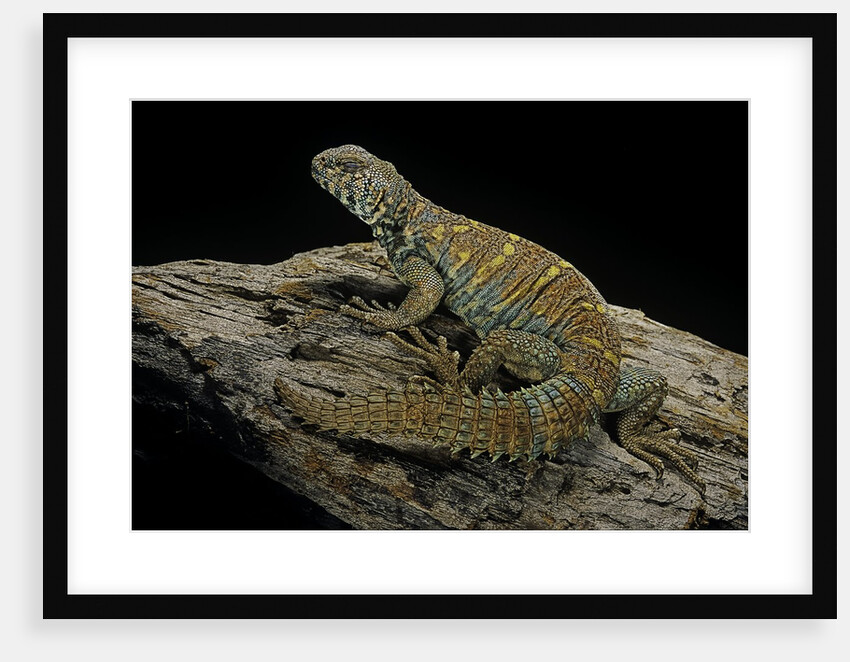 Uromastyx ornata (ornate mastigure, ornate dabb lizard) by Anonymous