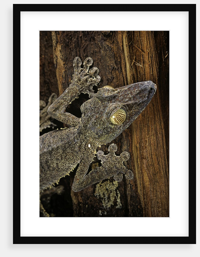 Uroplatus fimbriatus (giant leaf-tailed gecko) by Anonymous
