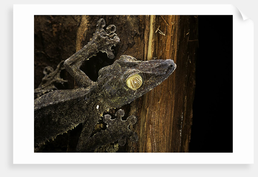 Uroplatus fimbriatus (giant leaf-tailed gecko) by Anonymous