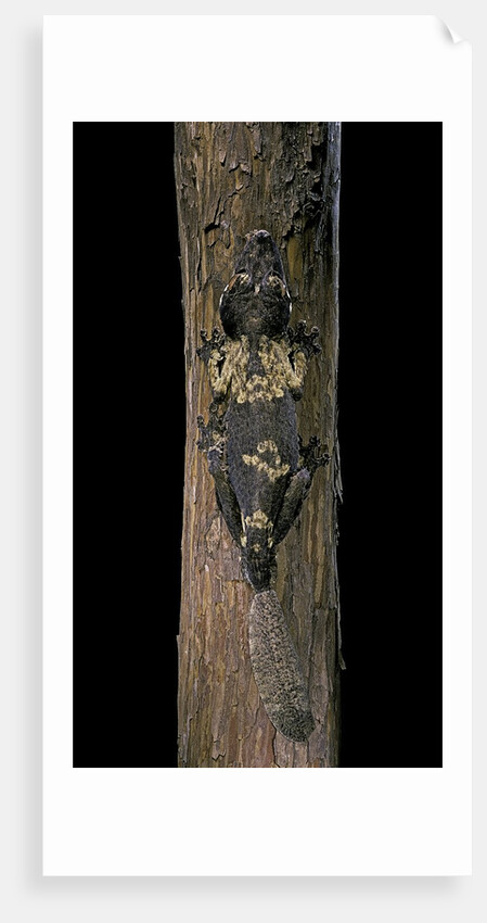 Uroplatus henkeli (flat-tailed gecko) by Anonymous