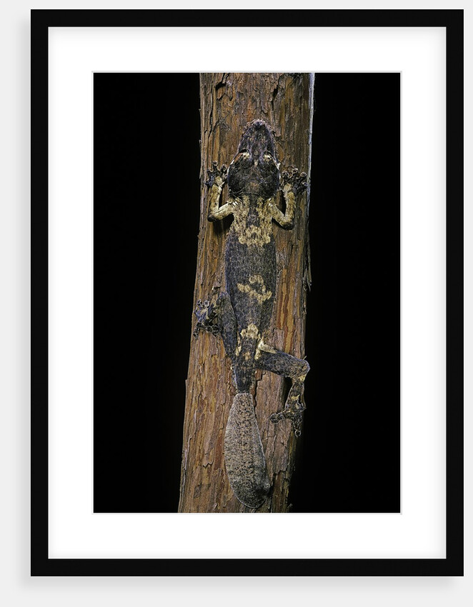 Uroplatus henkeli (flat-tailed gecko) by Anonymous