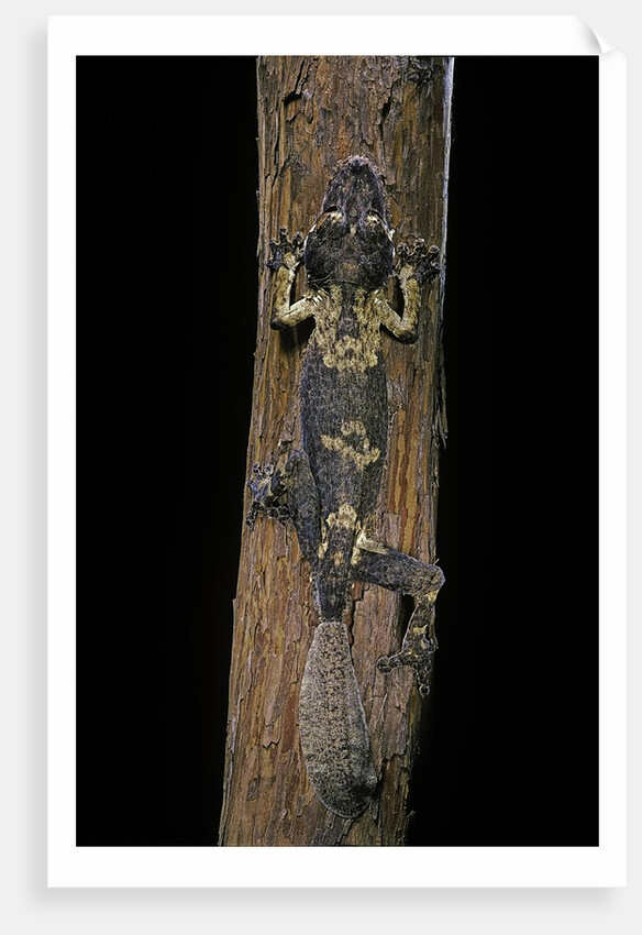 Uroplatus henkeli (flat-tailed gecko) by Anonymous