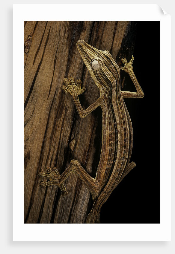 Uroplatus lineatus (lined flat-tailed gecko) by Anonymous
