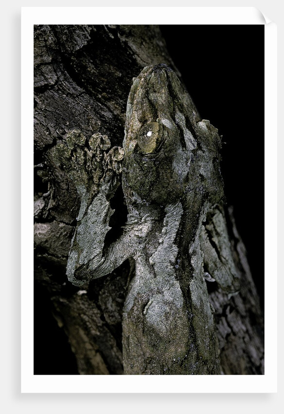 Uroplatus sikorae (mossy leaf-tailed gecko) by Anonymous