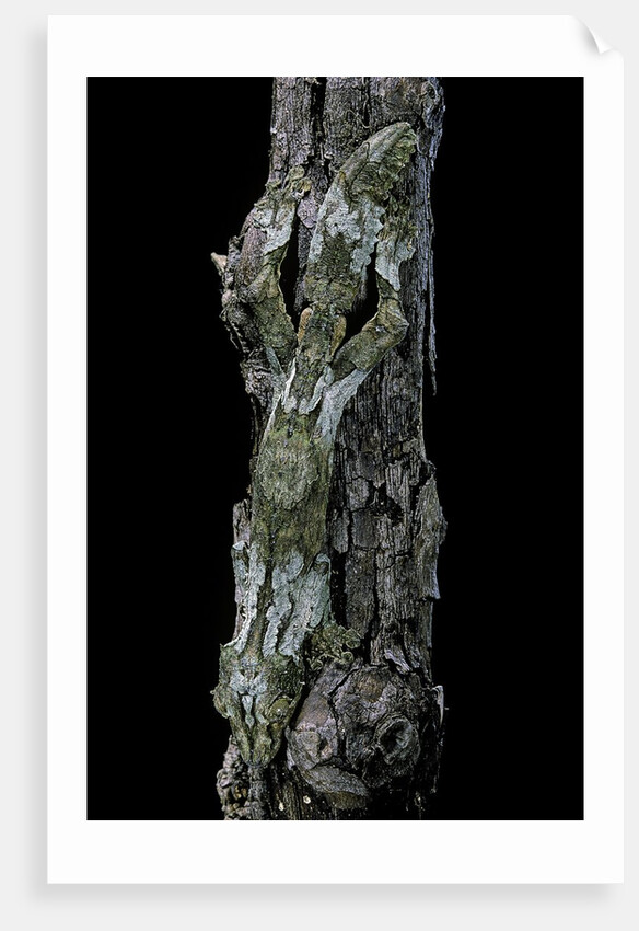 Uroplatus sikorae (mossy leaf-tailed gecko) by Anonymous