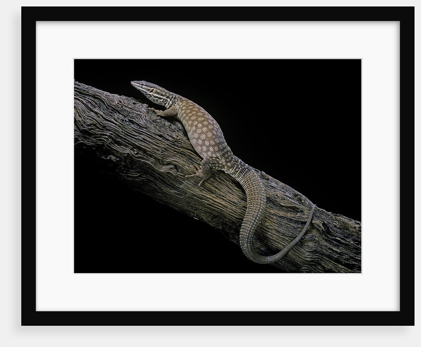 Varanus acanthurus (spiny-tailed monitor, ridgetail monitor) by Anonymous