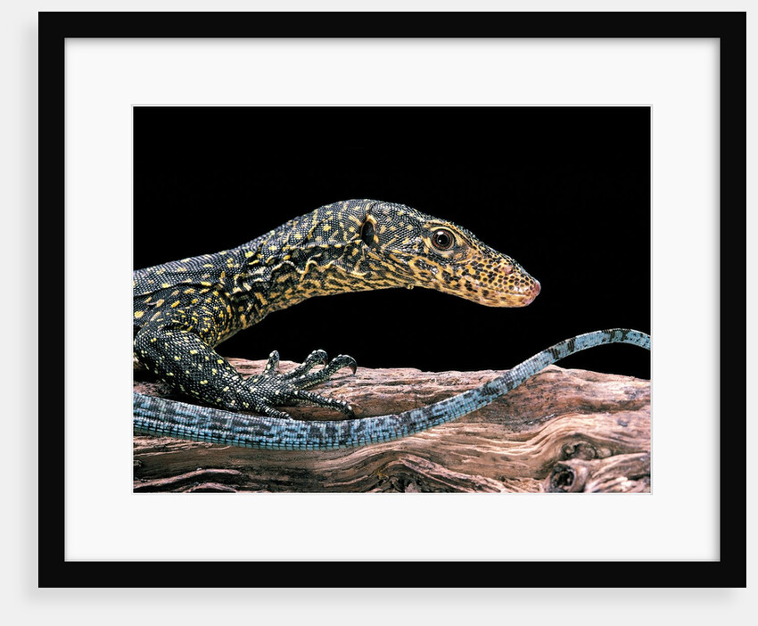 Varanus doreanus (bluetail monitor) by Anonymous