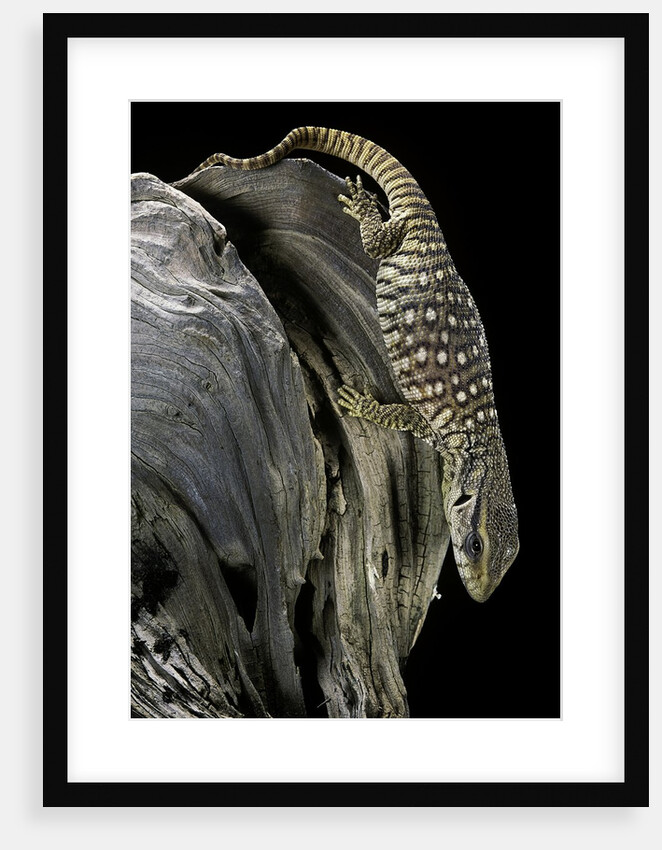 Varanus exanthematicus (savannah monitor) by Anonymous