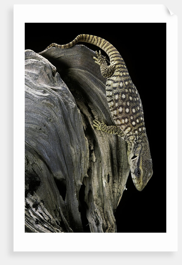 Varanus exanthematicus (savannah monitor) by Anonymous