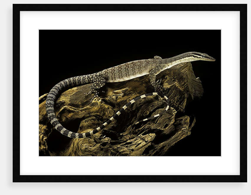Varanus glauerti (Kimberley rock monitor) by Anonymous
