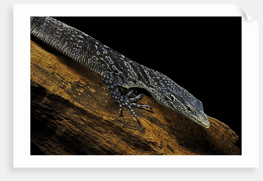 Varanus macraei (blue spotted tree monitor) by Anonymous