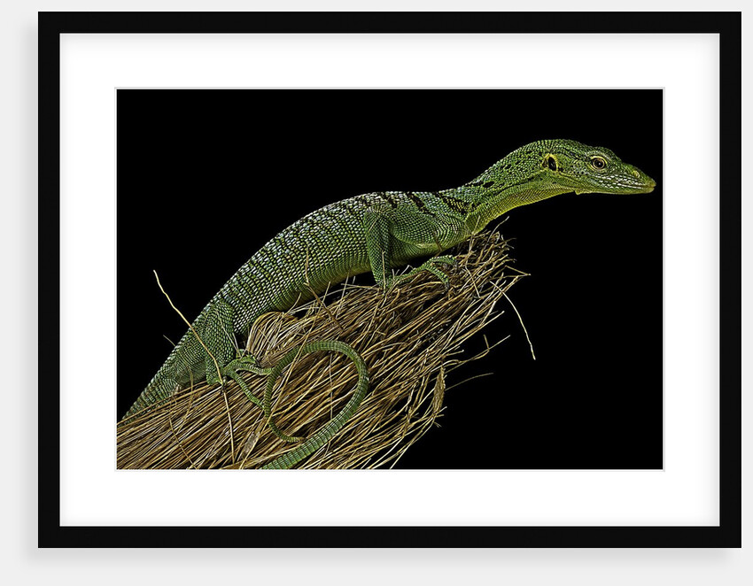 Varanus prasinus (emerald monitor) by Anonymous
