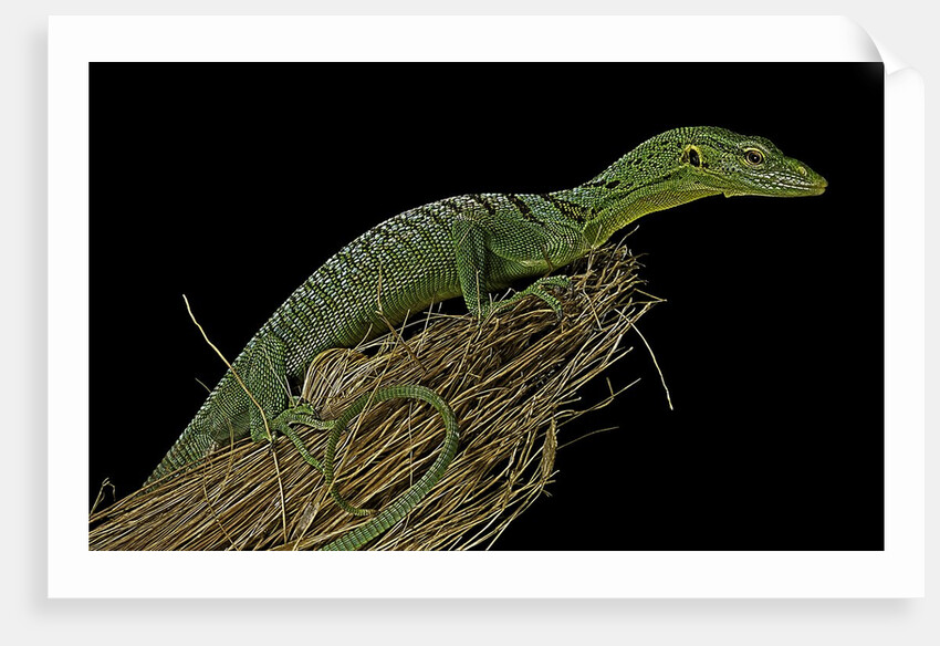 Varanus prasinus (emerald monitor) by Anonymous