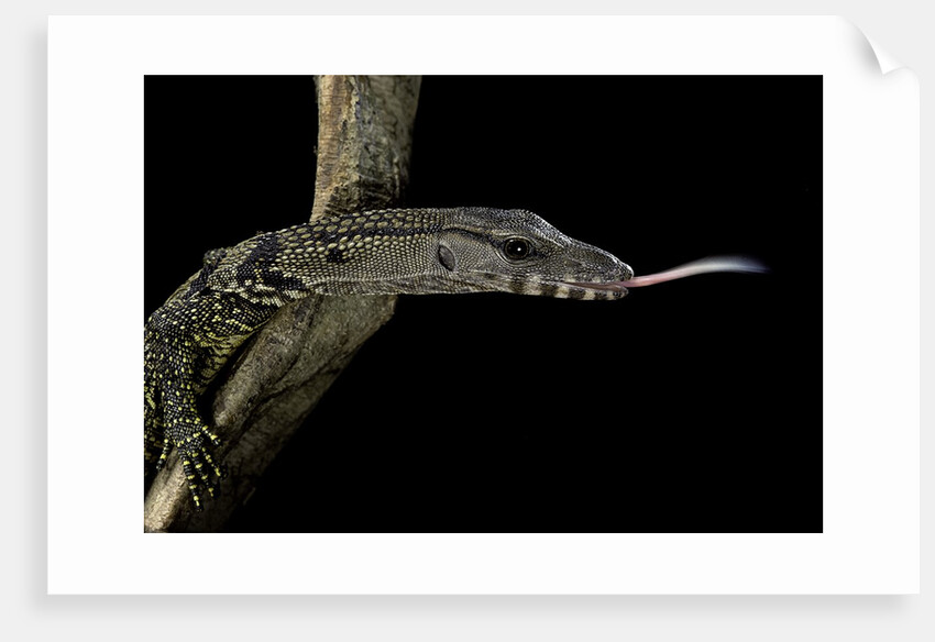 Varanus rudicollis (roughneck monitor) by Anonymous