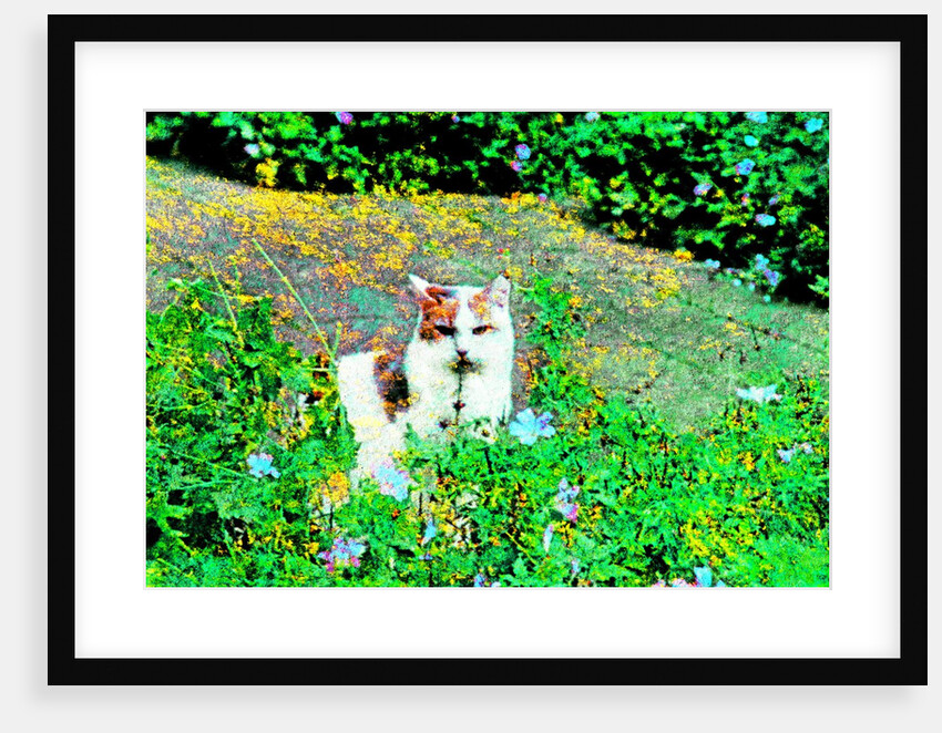 Cat by Anonymous