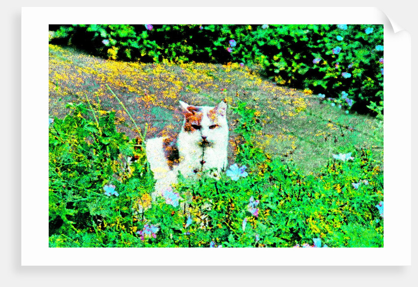 Cat by Anonymous