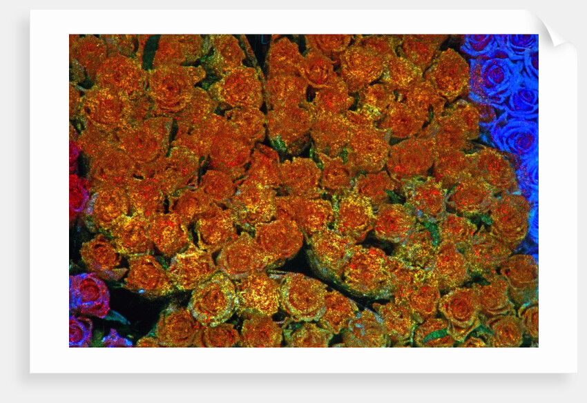 Roses by Anonymous