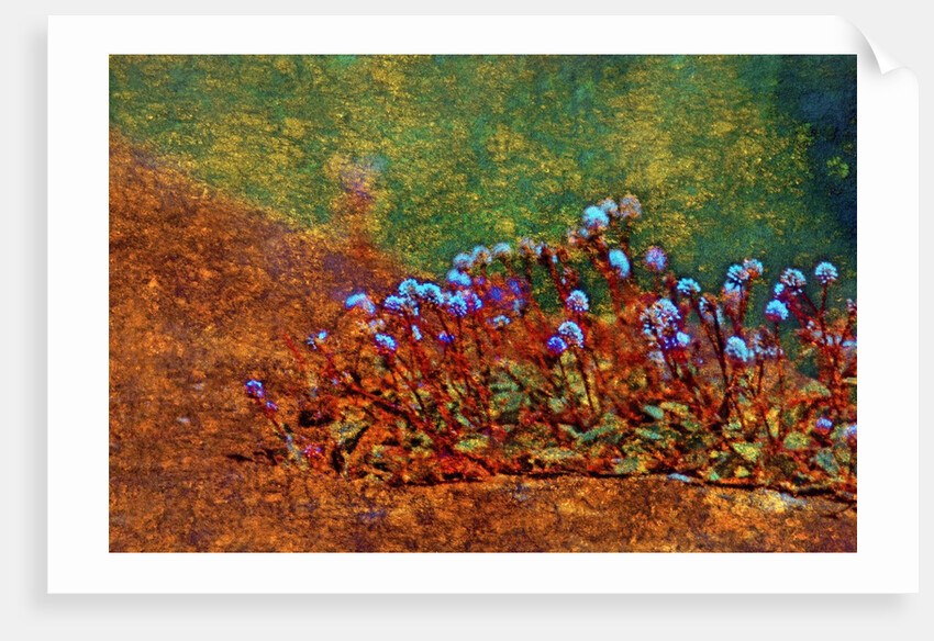 Little Plants by Anonymous