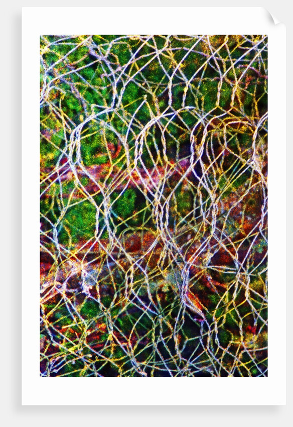Wire Grid by Anonymous