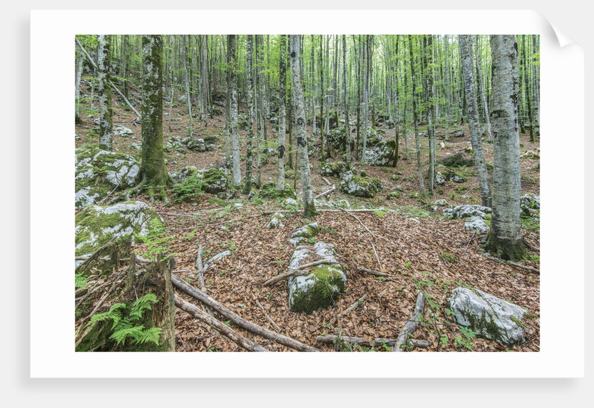Mountain Forest by Anonymous