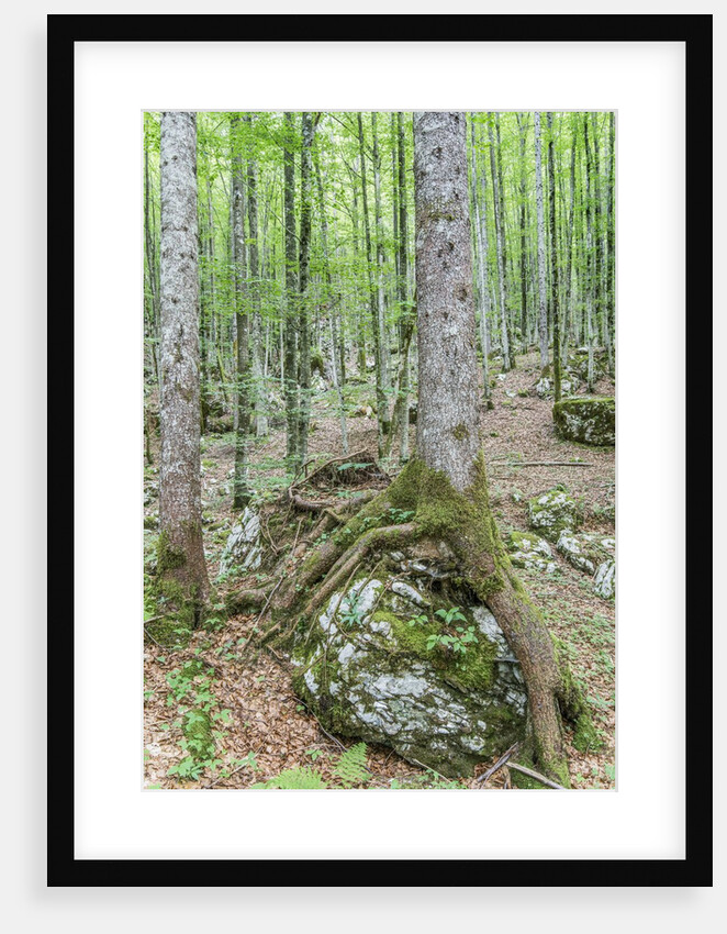Mountain Forest by Anonymous