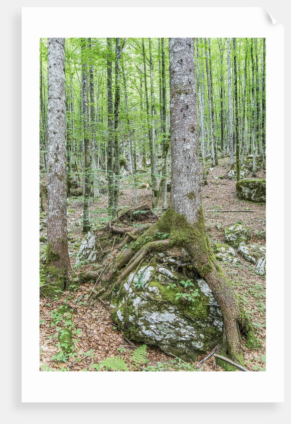 Mountain Forest by Anonymous