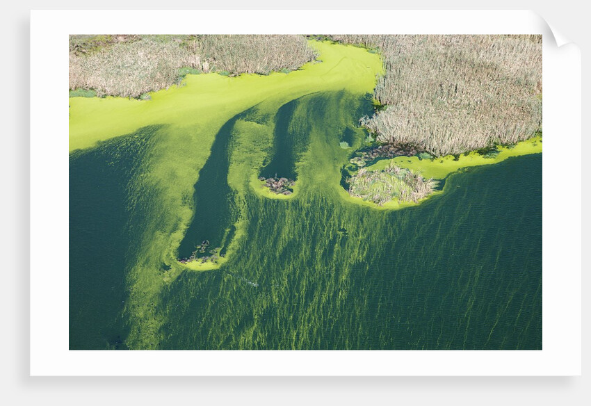 Aerial view of green algae on pond by Anonymous