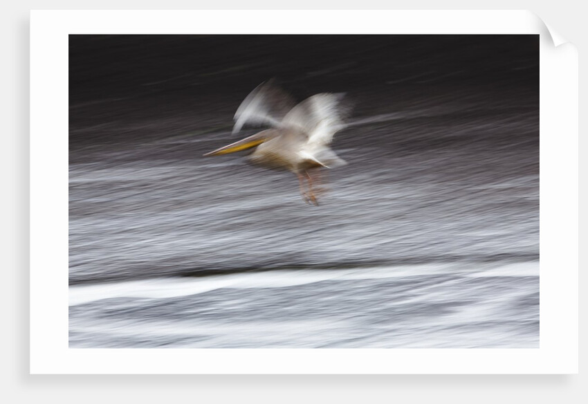 Great White Pelican, Kenya by Anonymous