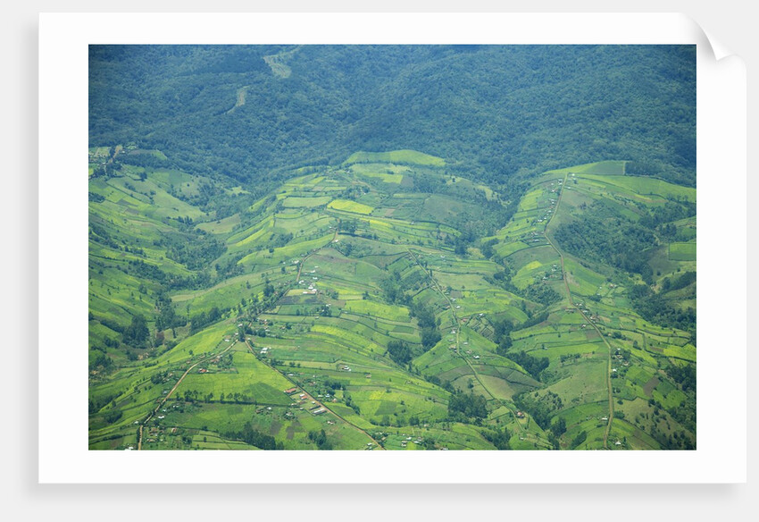 Aerial view of tea plantations, Kenya by Anonymous