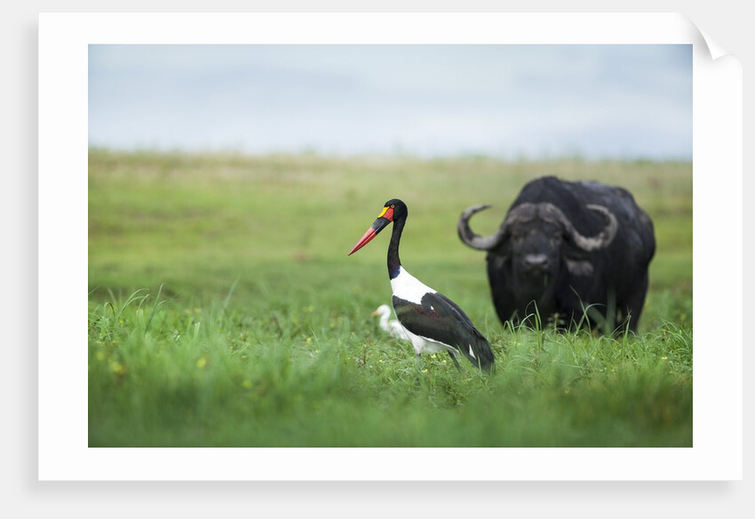 Saddlebilled stork and buffalo, Botswana by Anonymous