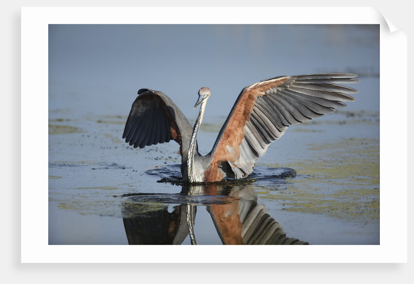 Goliath Heron with spread wings by Anonymous