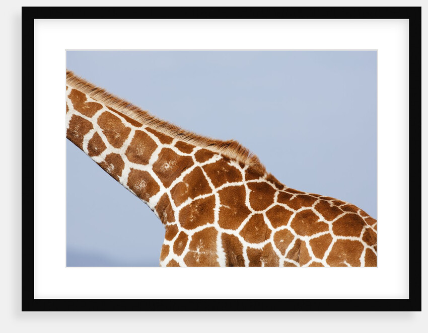 Reticulated giraffe neck, Kenya by Anonymous