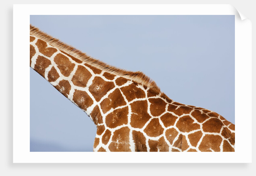 Reticulated giraffe neck, Kenya by Anonymous