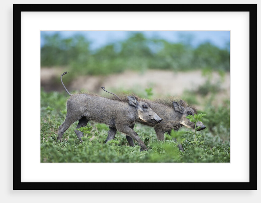 Warthog piglets, Botswana by Anonymous