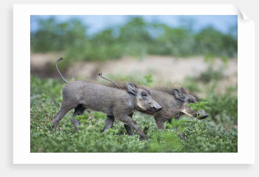 Warthog piglets, Botswana by Anonymous