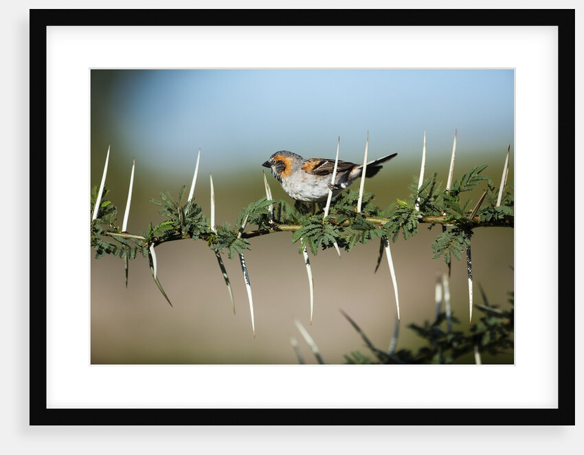 Bird in thorns, Kenya by Anonymous