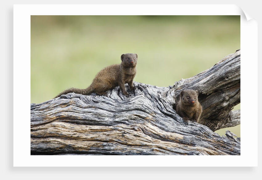Dwarf Mongoose on log, Botswana by Anonymous