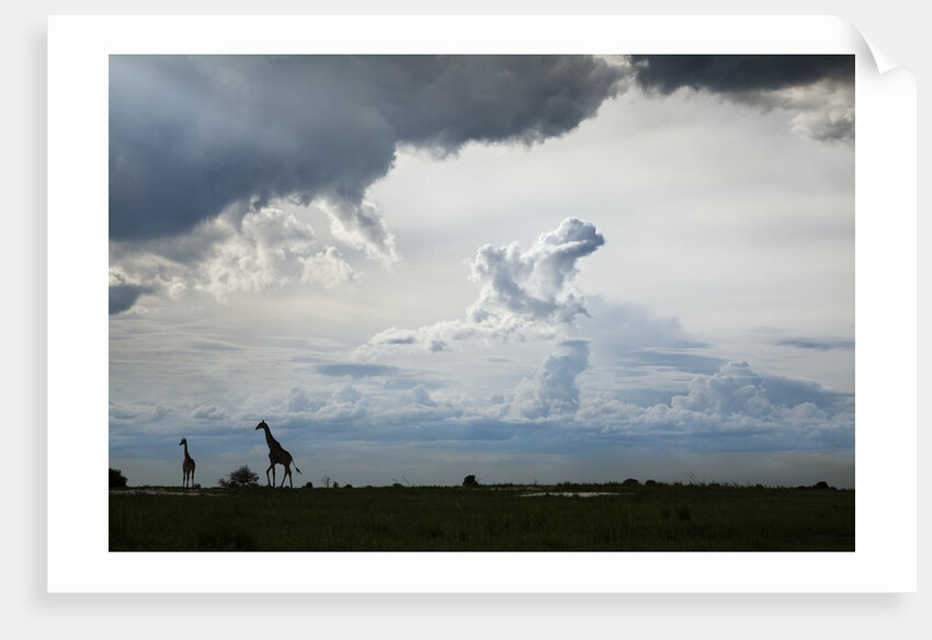 Giraffe and storm clouds, Botswana by Anonymous