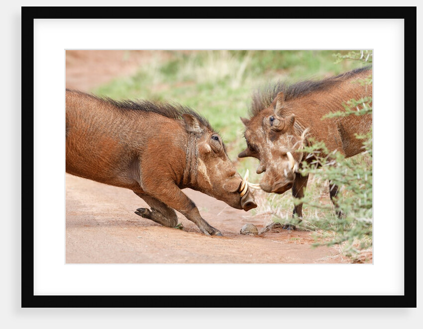 Fighting warthogs by Anonymous