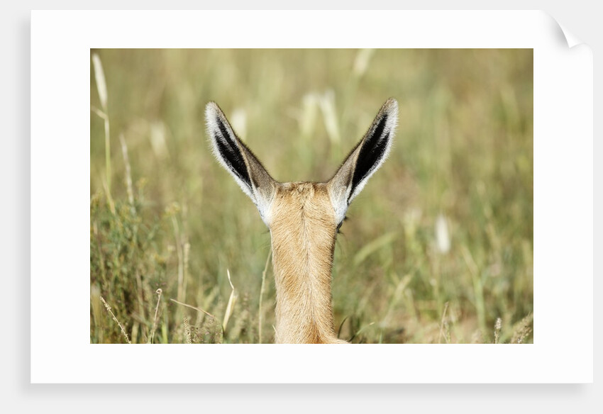 Springbok calf ears by Anonymous