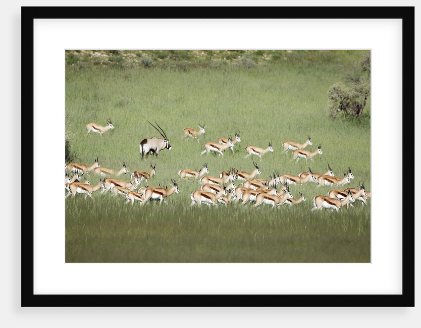 Springbok Herd by Anonymous
