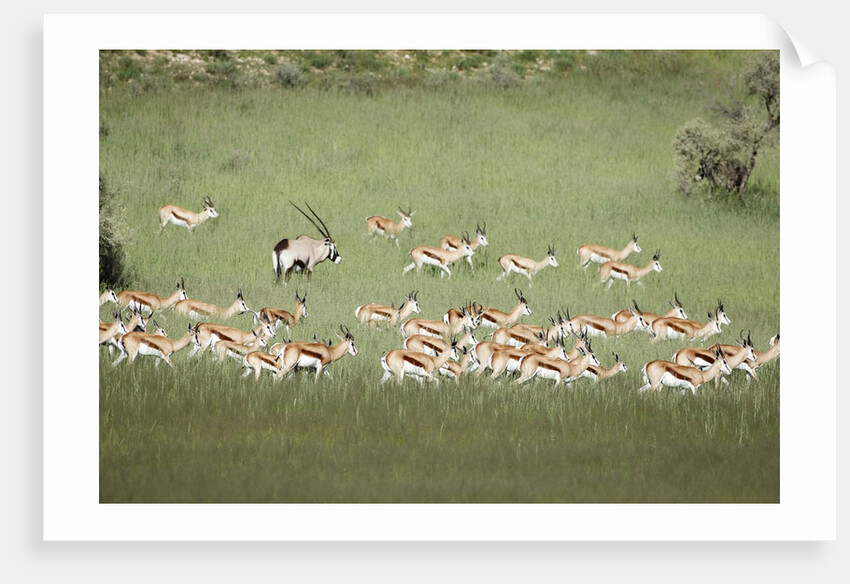Springbok Herd by Anonymous
