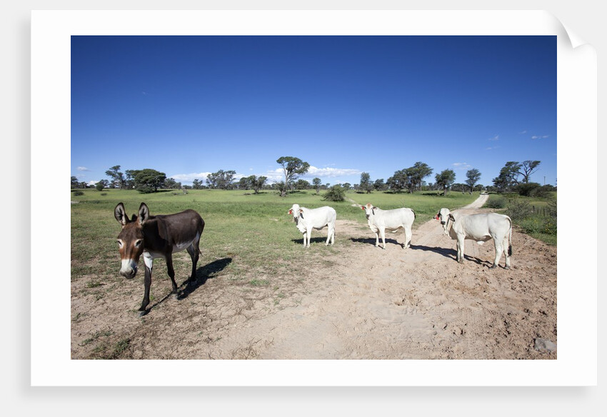 Donkey and cows by Anonymous