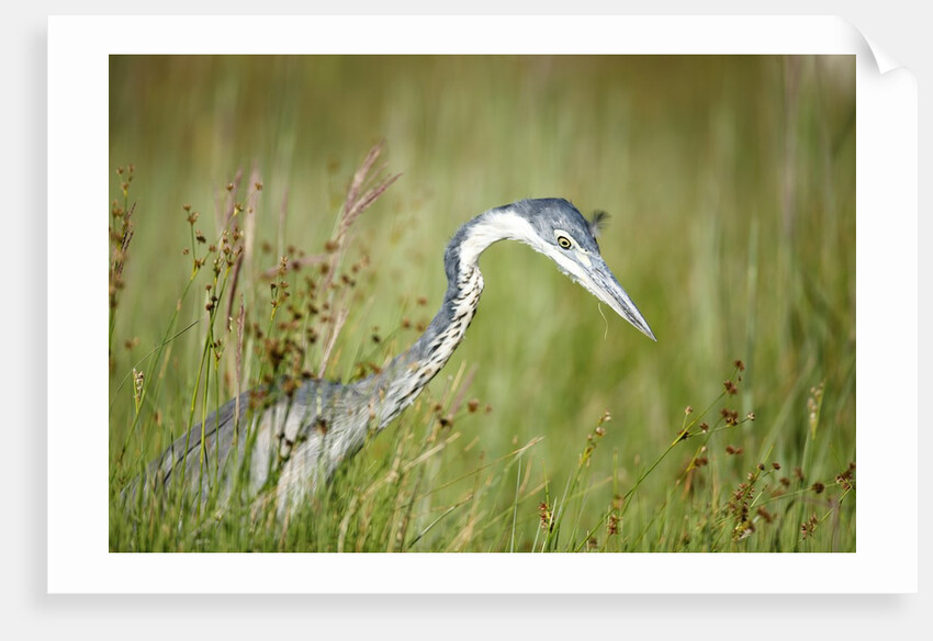 Blackheaded Heron hunting mice by Anonymous