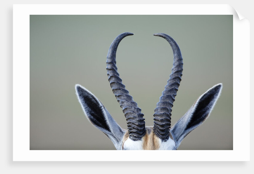 Horns and ears of Springbok by Anonymous