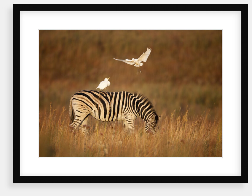 Cattle Egret ride on Zebras by Anonymous