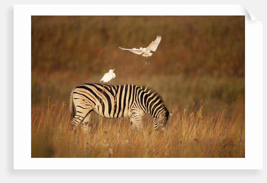 Cattle Egret ride on Zebras by Anonymous