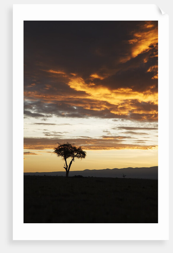 Acacia tree silhouette at dawn, Kenya by Anonymous