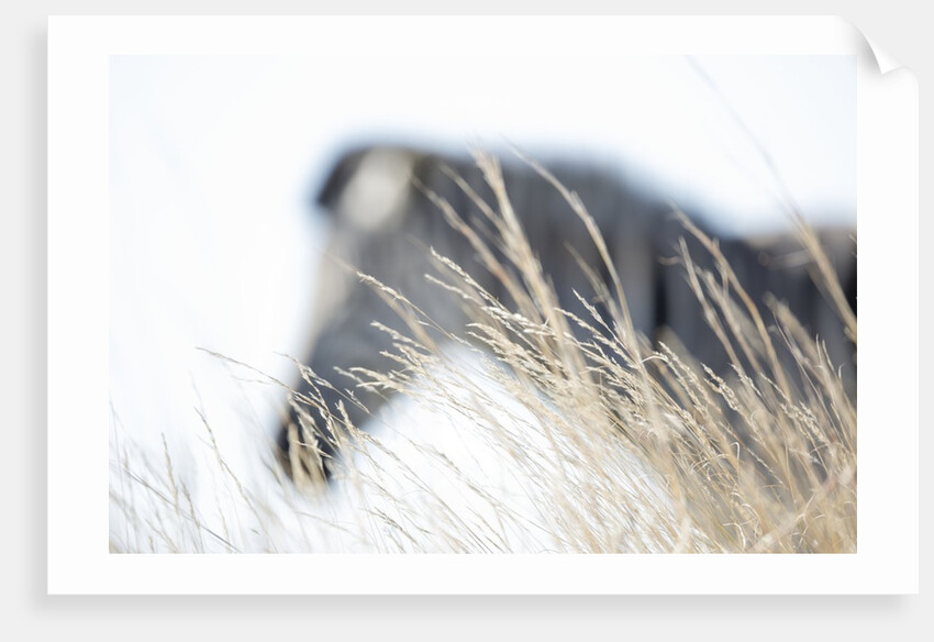Zebra and thatch grass by Anonymous