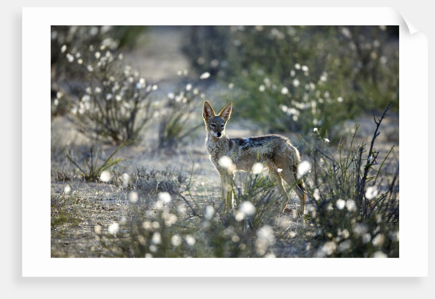 Blackbacked Jackal, Botswana by Anonymous